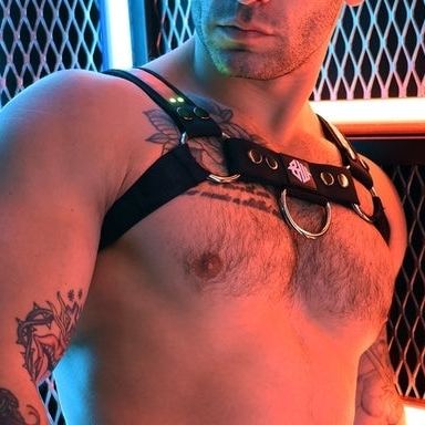 Luminous Harness Soundwave Bulldog Breedwell