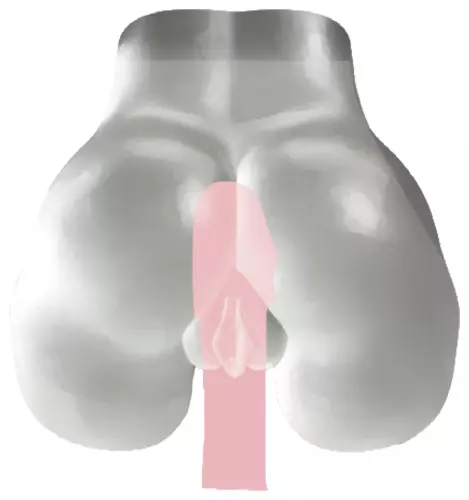 Masturbator Arsch Fucking Pussy Transparent – 6/7